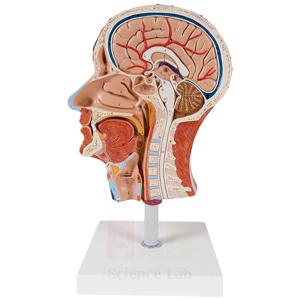 Head Section with Larynx Model